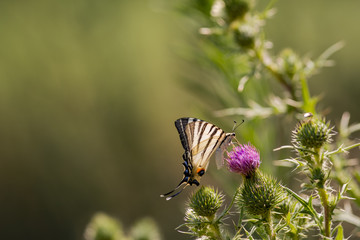 Papillon Le Flambé ou Voilier (Iphiclides podalirius), Luberon, Provence-Alpes-Côte d'Azur, France