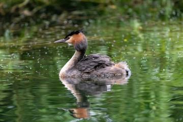 Great Crested Grebe (Podiceps cristatus) carrying a chick on its