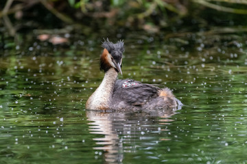 Great Crested Grebe (Podiceps cristatus) carrying a chick on its