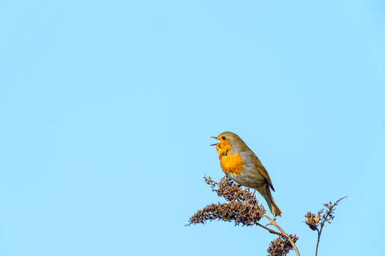 European Robin (Erithacus rubecula) perched on a bush, singing, taken in the UK