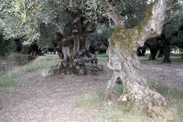 200 years olive tree