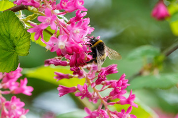 White-Tailed Bumblebee (Bombus lucorum), taken in the UK