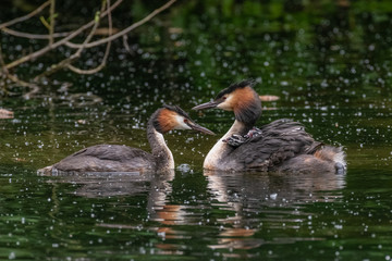 Great Crested Grebe (Podiceps cristatus) carrying a chick on its