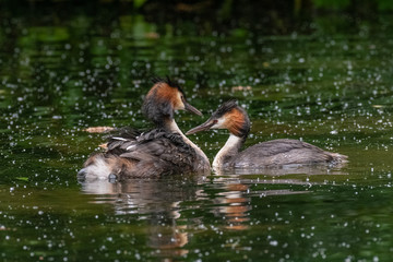 Great Crested Grebe (Podiceps cristatus) carrying a chick on its