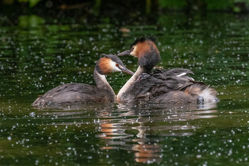 Great Crested Grebe (Podiceps cristatus) carrying a chick on its