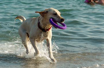 A white labrador retriever with a red collar, running along the edge of the sea, holds a purple ring in his teeth