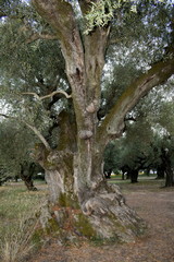 Fototapeta na wymiar 200 years olive trees