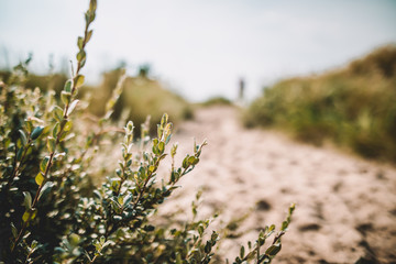Close up off flowers in Denmark beach