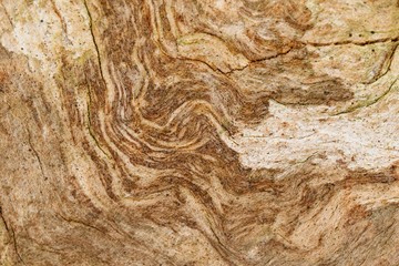 Old wooden texture on a brown tree 
