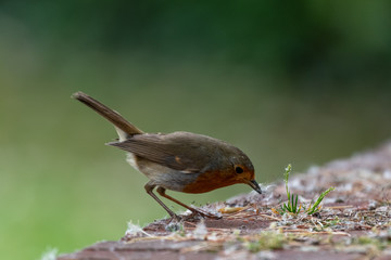European robin (Erithacus rubecula) spring