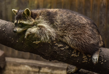 raccoon living in the Kiev zoo