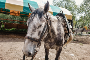 a lone white horse stands tied to a fence