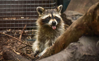 raccoon living in the Kiev zoo