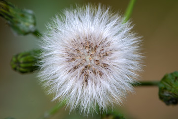 Dandelion seed head (Taraxacum officinale)