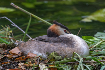 Great crested grebe (Podiceps cristatus) on nest