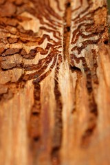 Beautiful ant-like wooden texture on a piece of tree bark