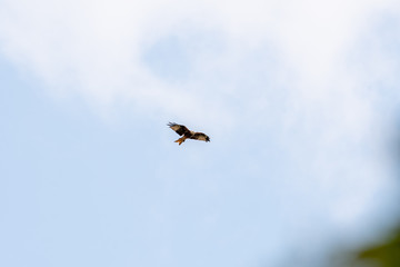 Vol du Milan Royal, observation en France