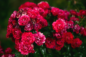 Fresh roses outdoors. Natural background, bunches of roses on a garden bush. A close-up of a bush of red roses in the city park