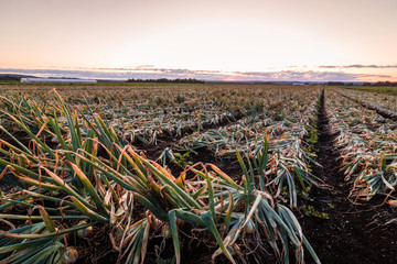 Sweet Onions ready for harvest under late summer sunset in the Black Dirt region of Pine Island, New York