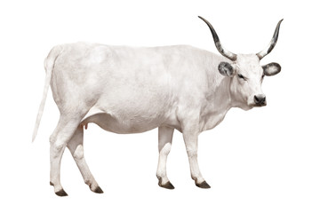 Hungarian gray cow on a white