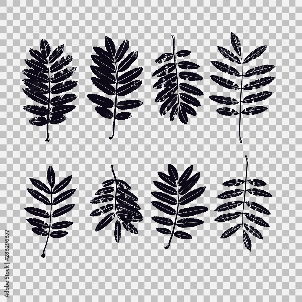 Poster set of leaves of rowan. vector graphics with isolated objects.