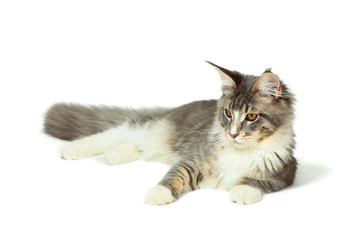 Kitten of Maine coon lying on white background