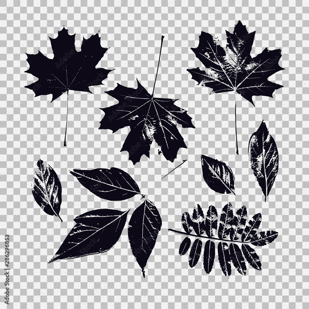Poster set of leaves of different vegetation. vector graphics with isolated objects.