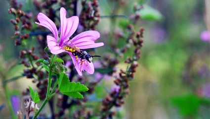 European common Wasp (Vespula vulgaris) is sitting on a purple Malva sylvestris flower.  Wasp covered with pollen. Macro panoramic photography of insects