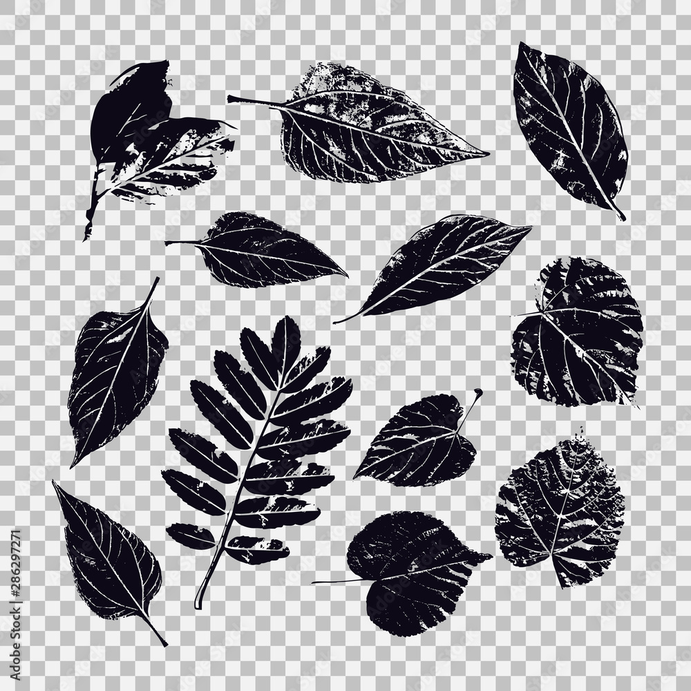 Poster set of leaves of different vegetation. vector graphics with isolated objects.
