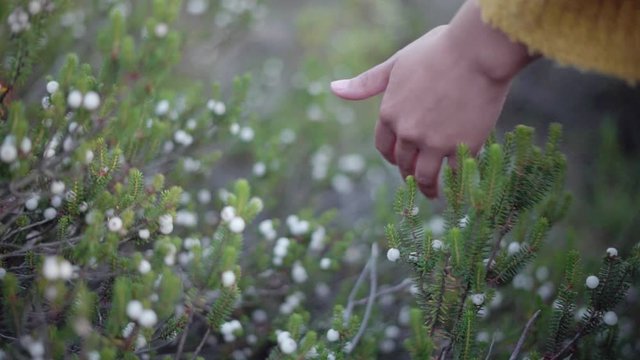 M&atilde;o de mulher tocando na vegeta&ccedil;&atilde;o de camarinhas existente junto &agrave;s praias portuguesas. Fundo desfocado, bokeh. Leiria, Portugal