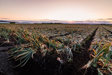 Sweet Onions ready for harvest under late summer sunset in the Black Dirt region of Pine Island, New York