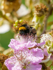 Buff-tailed bumblebee (Bombus terrestris), taken in the UK