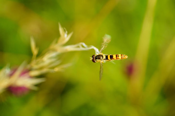 Hoverfly (Eupeodes latifasciatus) in the UK