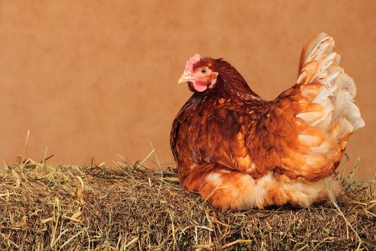 The chicken Lohmann Brown on haystack with brown background