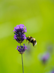 Buff-tailed bumblebee (Bombus terrestris), taken in the UK