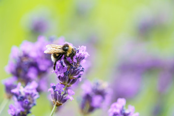 White-Tailed Bumblebee (Bombus lucorum), taken in the UK