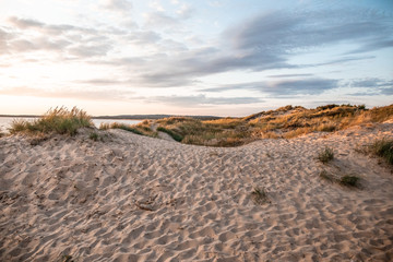 Fototapeta na wymiar Reed plants on Swedish beach during sunset