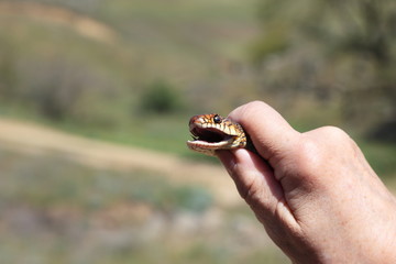 Head of the snake in the woman arm on outside background