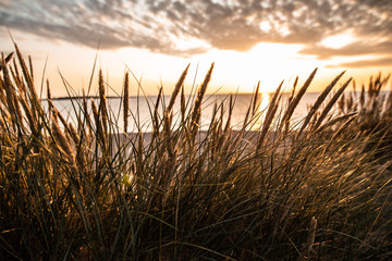 Fototapeta premium Close up off reed on Swedish beach during sunset