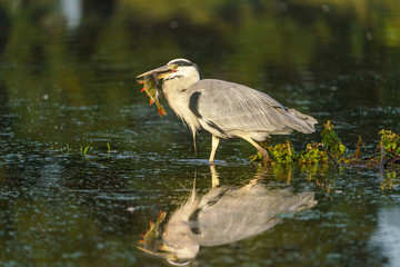 Grey Heron (Ardea cinerea) catching a perch fish in a pond in early morning light, taken in the UK