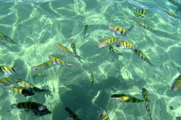 peixinhos na água cristalina da praia