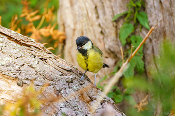 Great tit (Parus major) perched on a tree branch, taken in the UK