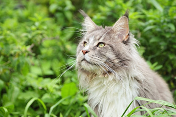 Close up portrait of gray Maine coon on green grass background. Adorable young male cat looking away. Pet walking outdoor adventure.