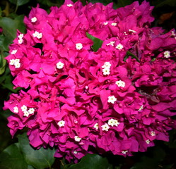 red flowers in a garden