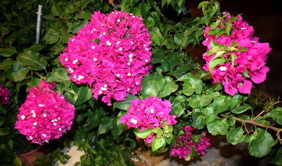 red flowers in a garden