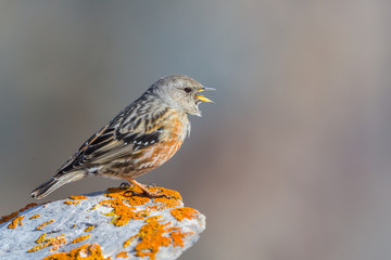 alpine accentor (prunella collaris) with open beak standing on rock