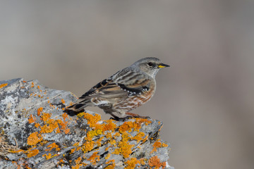 close-up alpine accentor (prunella collaris) standing on rock