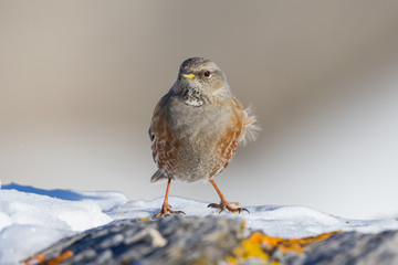 front view alpine accentor (prunella collaris) standing on snow