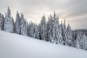 Beautiful winter mountain landscape. Tall spruce trees covered with snow in winter forest and cloudy sky background.