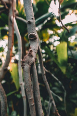 Close up on tropical tree in Jungle